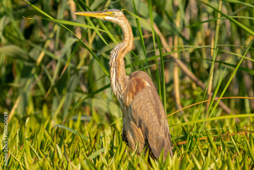 Czapla purpurowa łac. Ardea purpurea stojąca wśród zielonej trawy. Fotografia z Delta Dunaju, Rumunia. photo