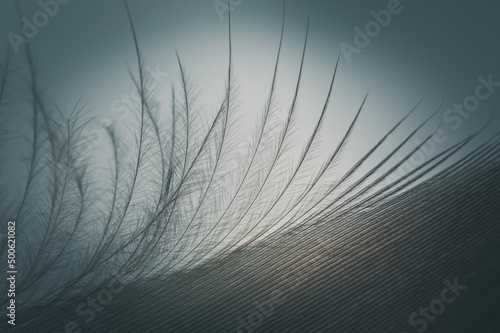Close up of goose feather