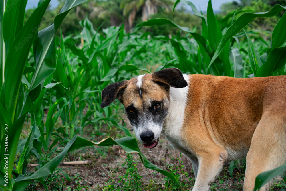 happy dog in a crop happy dog in a crop