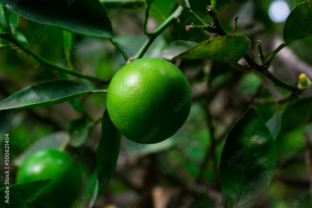 citrus lime 