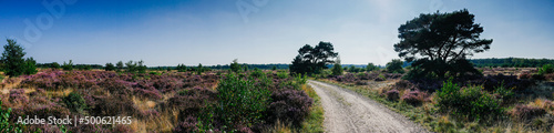 Panorama of heathland with trees on a sunny day
