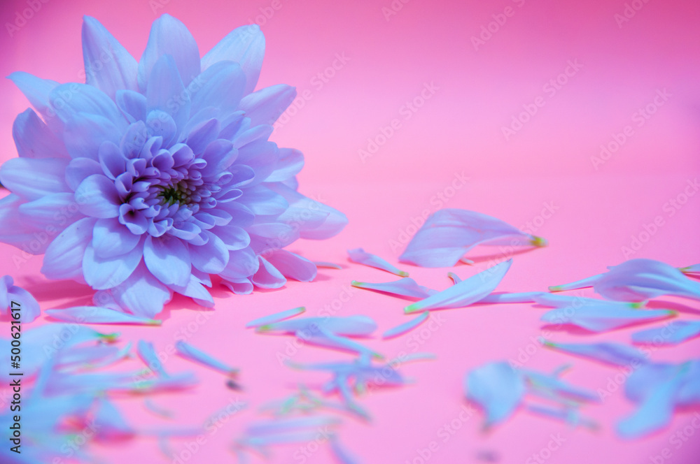 Obraz premium White flower petals on light pink color background. Valentine's, celebration and Mother's Day concept.