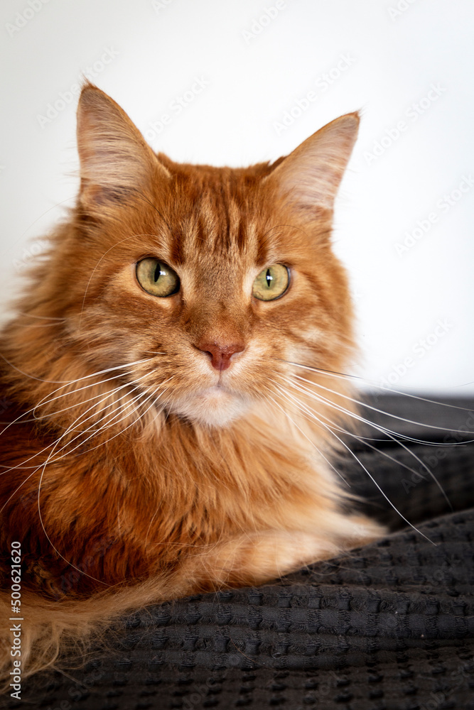 portrait of big furry ginger maine coon cat with long whiskers and big eyes