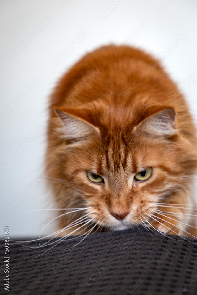 Fototapeta premium Hunting portrait of redhead maine coon