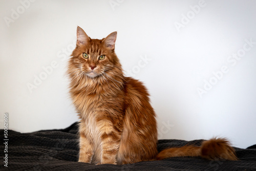 portrait of big furry ginger maine coon cat with long whiskers and big eyes