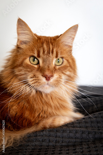 Fototapeta Naklejka Na Ścianę i Meble -  portrait of big furry ginger maine coon cat with long whiskers and big eyes