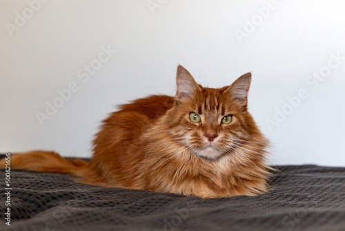 Fototapeta Naklejka Na Ścianę i Meble -  portrait of big furry ginger maine coon cat with long whiskers and big eyes
