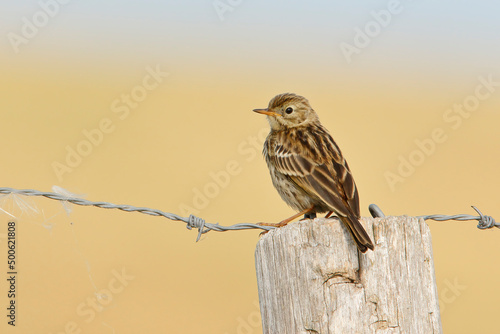 Meadow Pipit (Anthus pratensis) on pole fence against clean background, the Netherlands photo