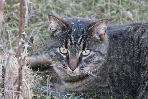 Wallpaper Mural Eye Of The Cat Torontodigital.ca
