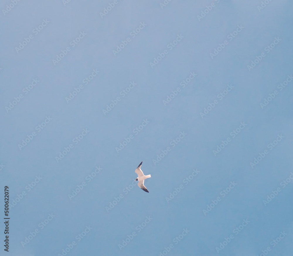 Single Seagull in Blue Sky