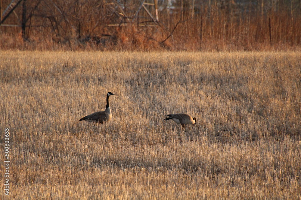 goose walking in the grass