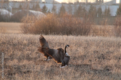 Geese In The Wheat, Pylypow Wetlands, Edmonton, Alberta