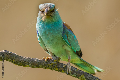 Kraska łac. Coracias garrulus siedząca na gałęzi i patrząca w stronę fotografa w Dobrudży, Bułgaria.