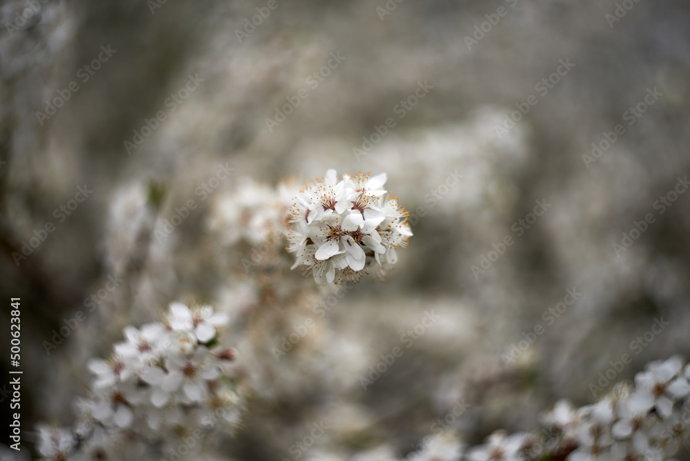 Cherry plum branch covered with white flowers Cherry plum branch covered with white flowers
