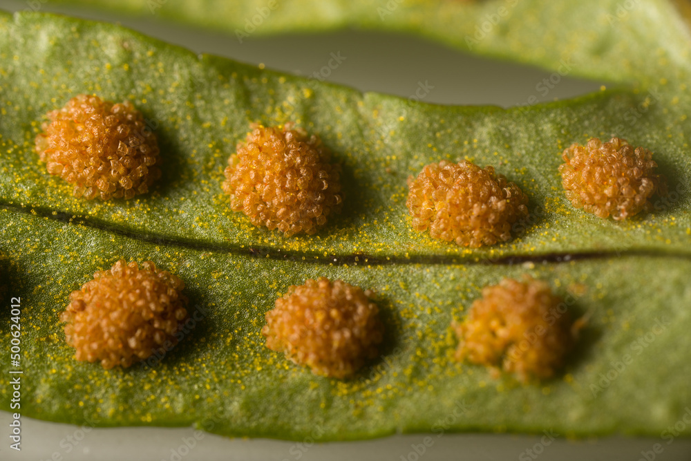 Fern-sporophyte leaves (probably Bracken (Pteris aquilina)); spores and ...