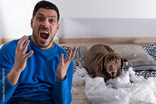 photo of a person with an annoyed gesture and a beautiful brown labrador retriever dog that has broken a cushion in the living room. The dog stares at his master