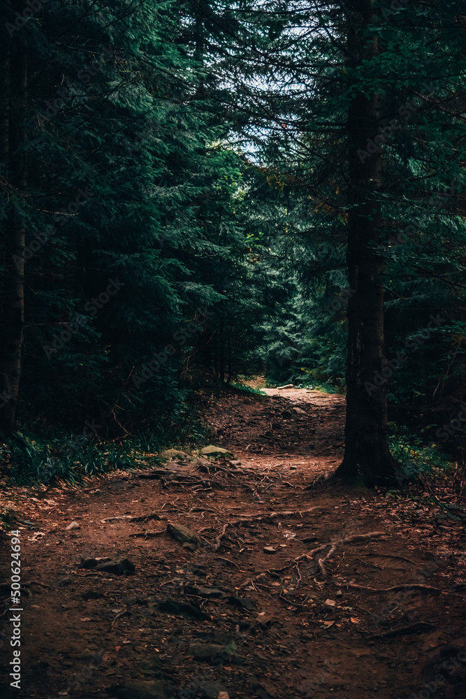 path in the forest path in the forest