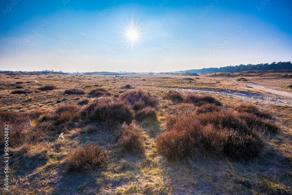 Colorful moorland landscape, national park Hoge Veluwe Holland