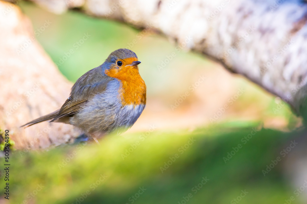 European robin bird Erithacus rubecula perched