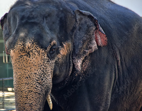 Fotografia Portrait of an Indian elephant. Sri Lanka
