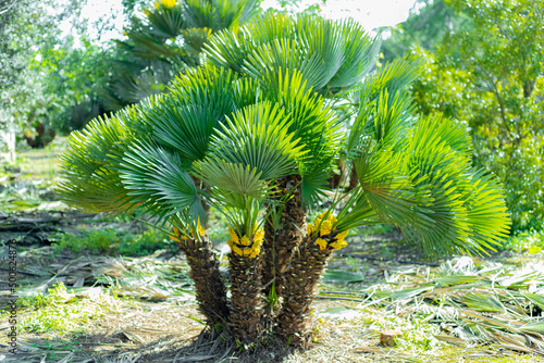 Chamaerops humilis, conjunto de palmeras en flor. photo