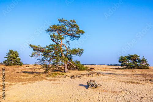 Sand dunes landscape with moorland under a sunny sky