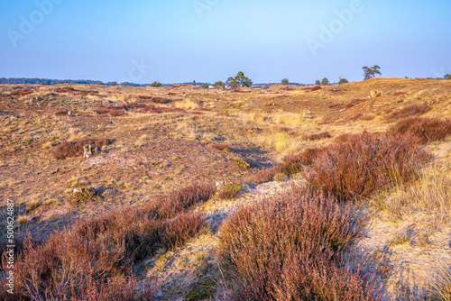 Colorful moorland landscape, national park Hoge Veluwe Holland