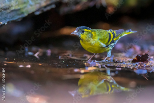 Eurasian siskin bird, Spinus spinus, drinking