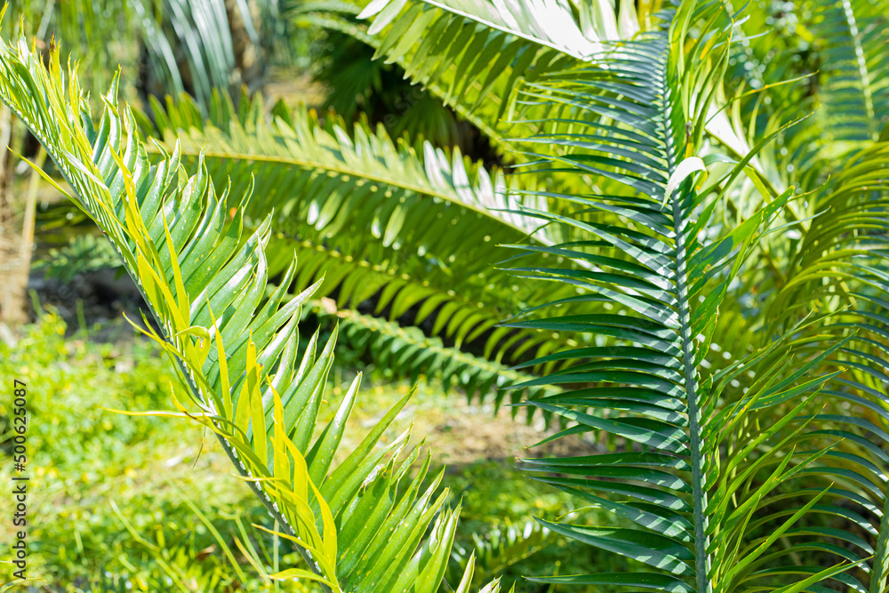 Detalle de hojas de palmera. Detalle de hojas de palmera.