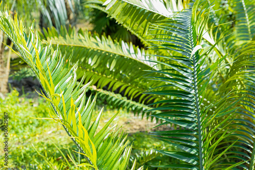 Detalle de hojas de palmera.