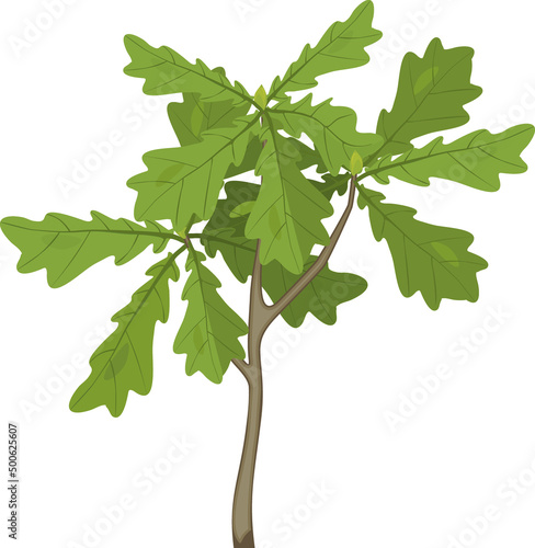 Young oak tree seedling with green leaves isolated on white background