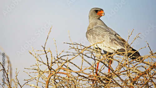 Pale-chanting goshawk on a tree top, Namibia