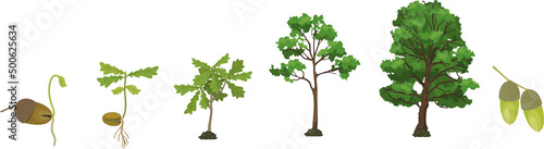 Life cycle of oak tree. Growth stages from acorn and sprout to old tree isolated on white background