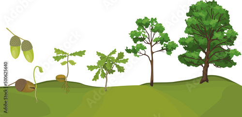 Life cycle of oak tree. Growth stages from acorn and sprout to old tree isolated on white background