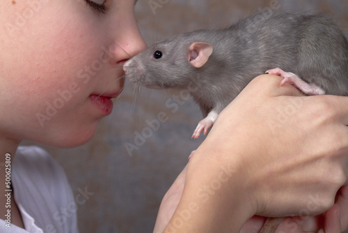 Pet rat kisses his teenage Caucasian boy friend, love and friendship with pet gray rodent