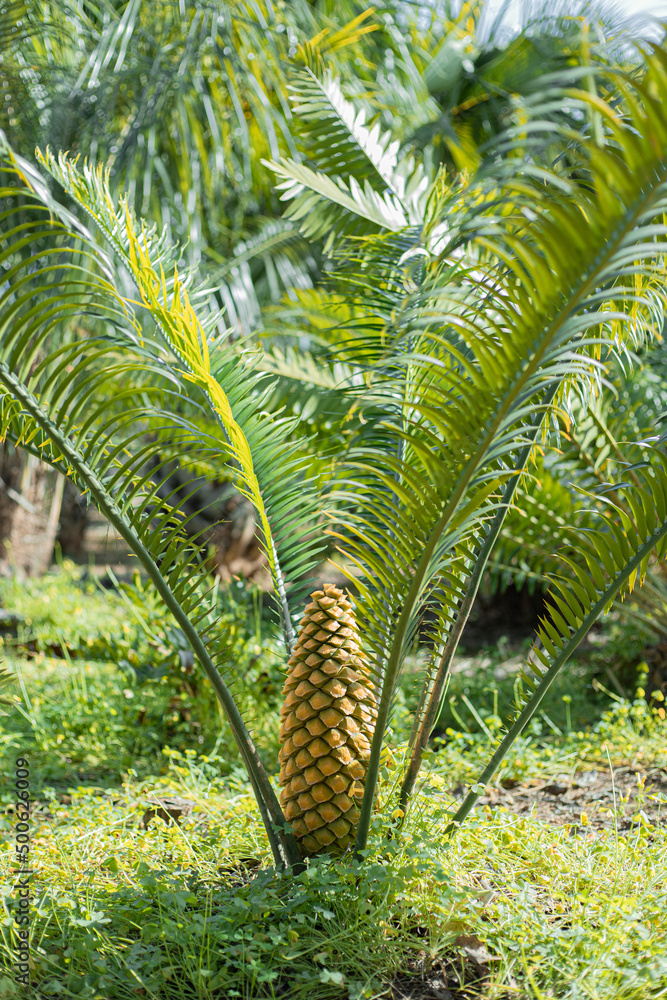 Fotografia do Stock: Palmera floreciendo, semilla de una cyca, piña ...