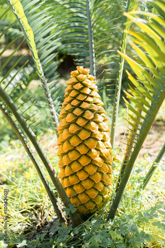 Detalle de la piña de una palmera,cyca. Simetria en la naturaleza ...