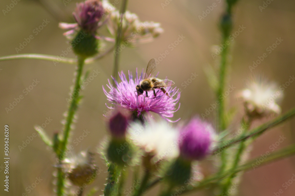 Closeup of bee pollinating spiny plumeless thistle flower with selective focus on foreground Closeup of bee pollinating spiny plumeless thistle flower with selective focus on foreground