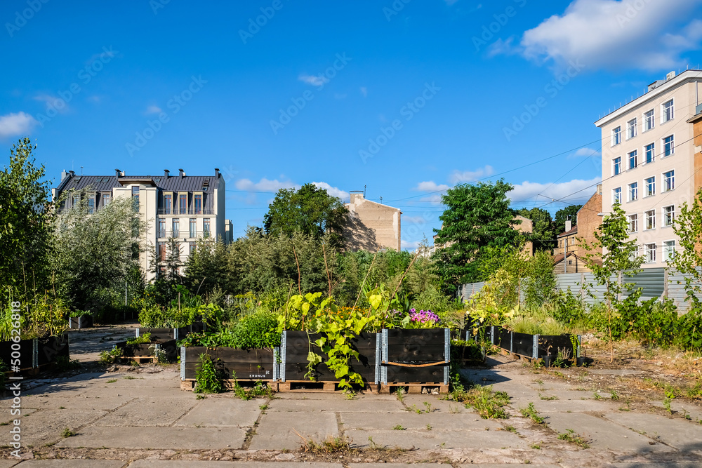 Fototapeta premium Urban gardening - community garden in center of the city with raised beds. Urban Horticulture. Selective focus