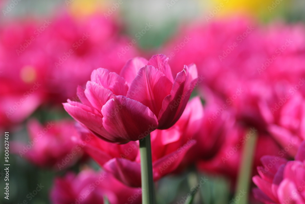 Naklejka premium pink tulips in spring