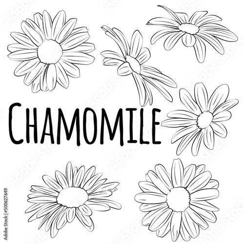 Set of chamomile, leaves, flowers, linear black and white pattern. Vector graphics