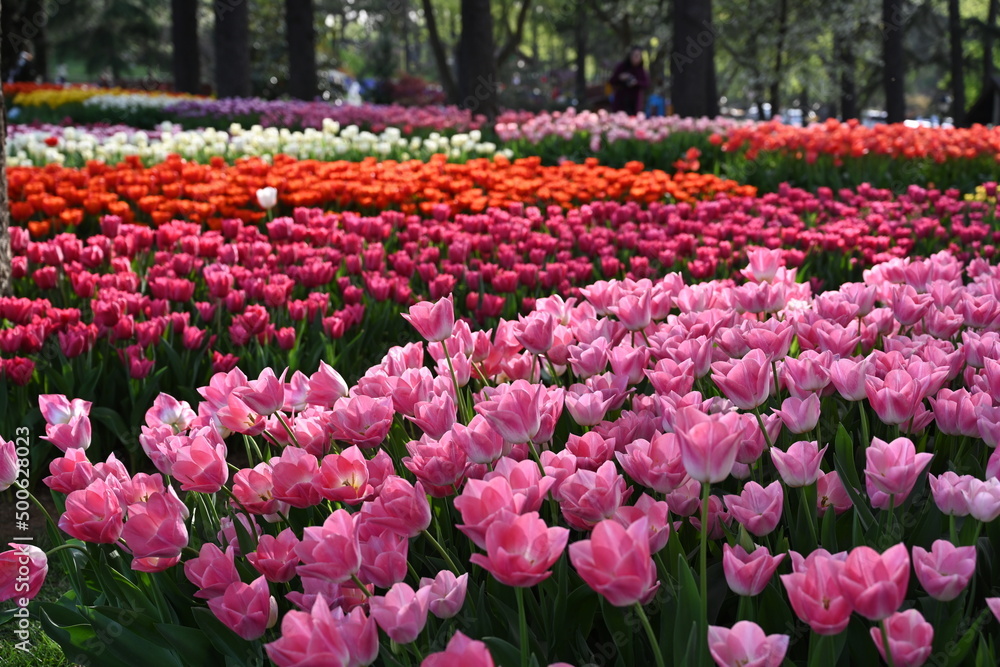 Colorful tulips garden in spring
