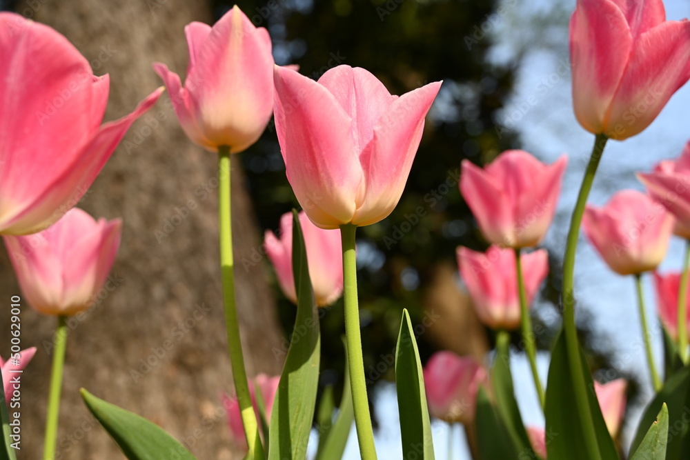 Fototapeta premium Colorful tulips garden in spring 