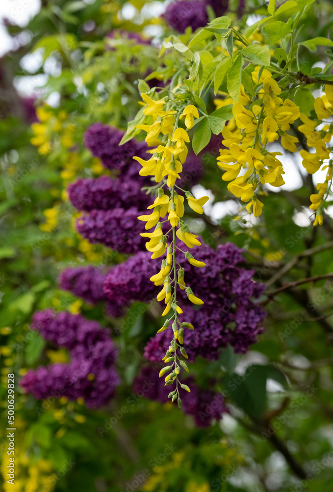 Close up of lilac and laburnum trees growing in close proximity in a London suburb. Lilac tree has cone shaped, deep purple blooms in spring, and laburnham tree has delicate, falling yellow flowers. Close up of lilac and laburnum trees growing in close proximity in a London suburb. Lilac tree has cone shaped, deep purple blooms in spring, and laburnham tree has delicate, falling yellow flowers.