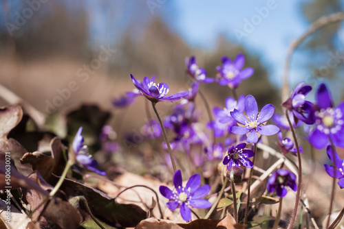 Small wild forest flowers growing in April. First spring flowers. Anemone hepatica or kidneywort. photo
