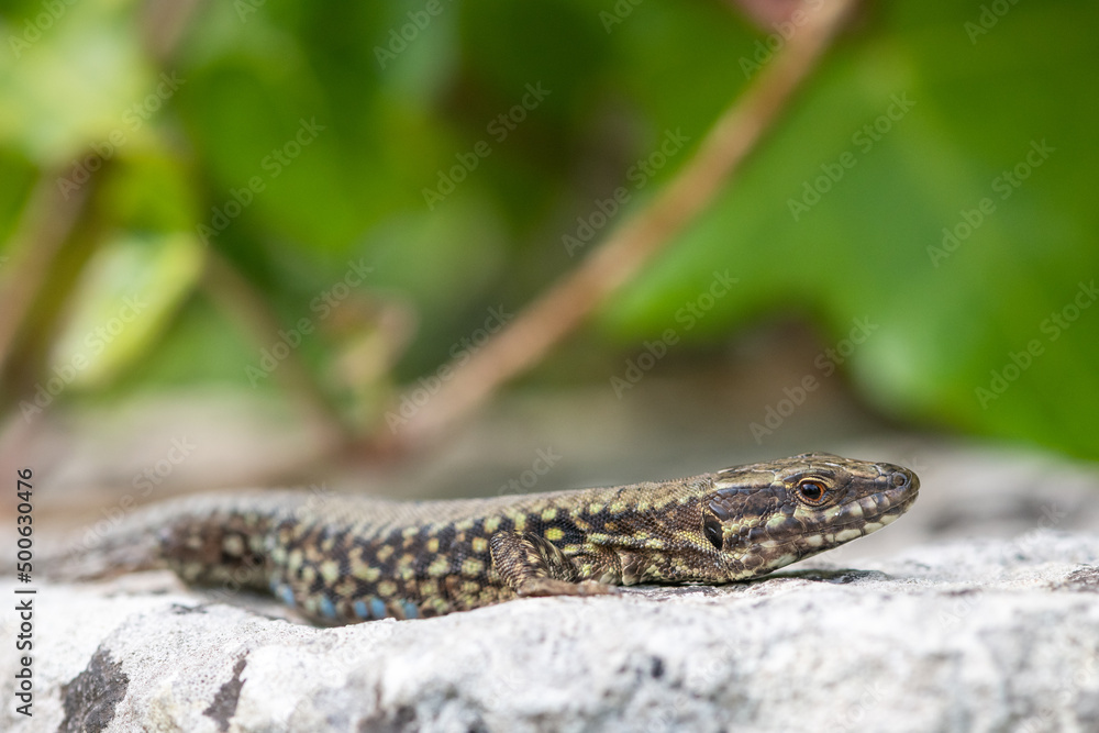 Naklejka premium Close up of a common lizard (zootoca vivipara) basking in the sun