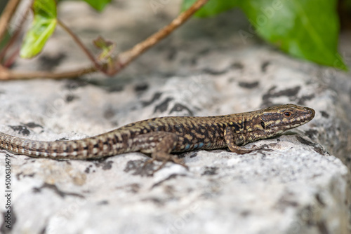 Close up of a common lizard (zootoca vivipara) basking in the sun