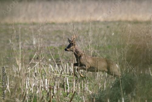 scenic view of a jumping roe buck