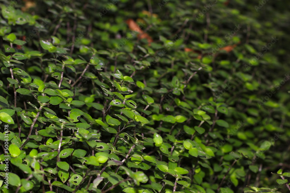Pequenas plantas verdes de jardim, chão coberto de verde, chão coberto de plantas Pequenas plantas verdes de jardim, chão coberto de verde, chão coberto de plantas