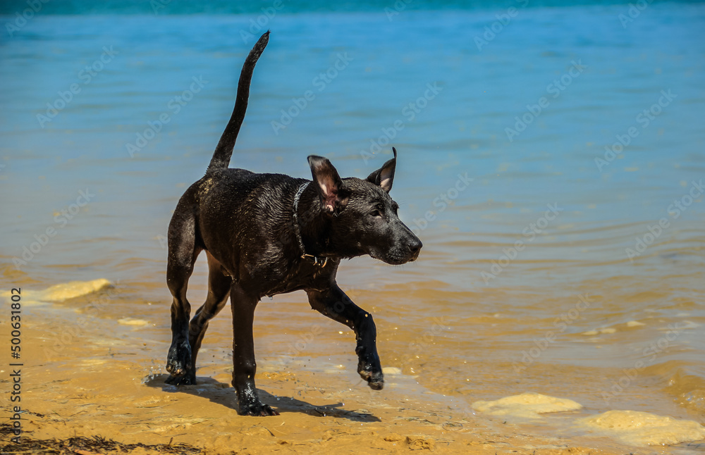 black dog in the beach during the summer black dog in the beach during the summer